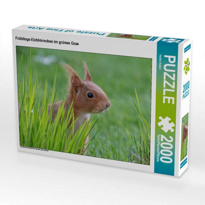 Frühlings-Eichhörnchen im grünen Gras 2000 Teile Puzzle quer - CALVENDO Foto-Puzzle'