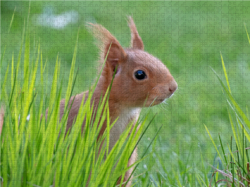 Frühlings-Eichhörnchen im grünen Gras 2000 Teile Puzzle quer - CALVENDO Foto-Puzzle'