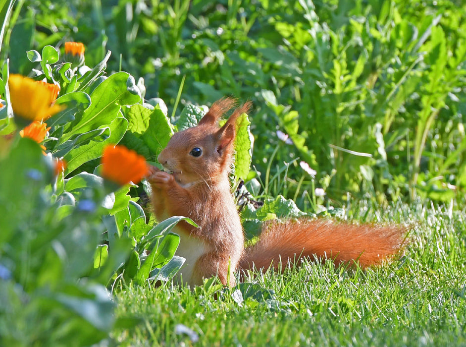 Squirrel Marigold Breakfast - CALVENDO Photo Puzzle 