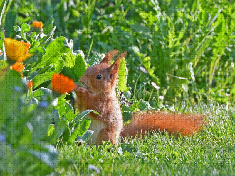 Squirrel Marigold Breakfast - CALVENDO Photo Puzzle 