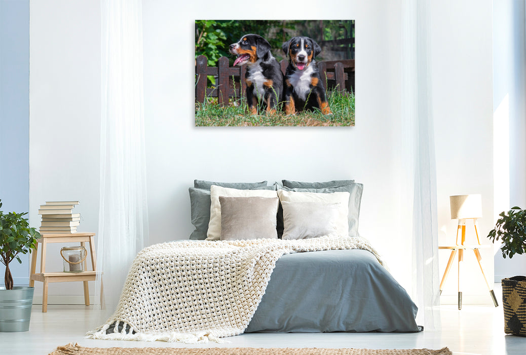 Premium textile canvas Premium textile canvas 120 cm x 80 cm landscape Appenzeller puppies 
