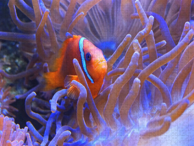 Anemonenfisch - CALVENDO Foto-Puzzle'