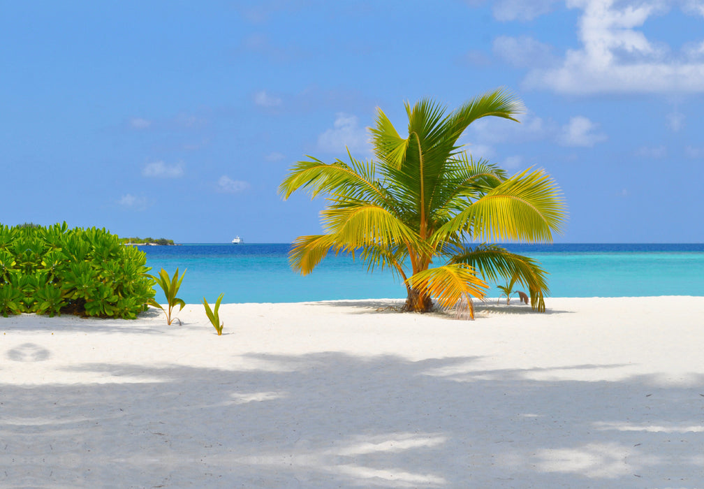 Premium textile canvas Premium textile canvas 120 cm x 80 cm landscape palm trees in the sand 