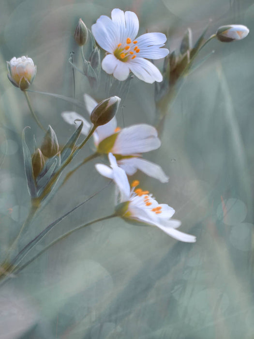 Waldblume - CALVENDO Foto-Puzzle'