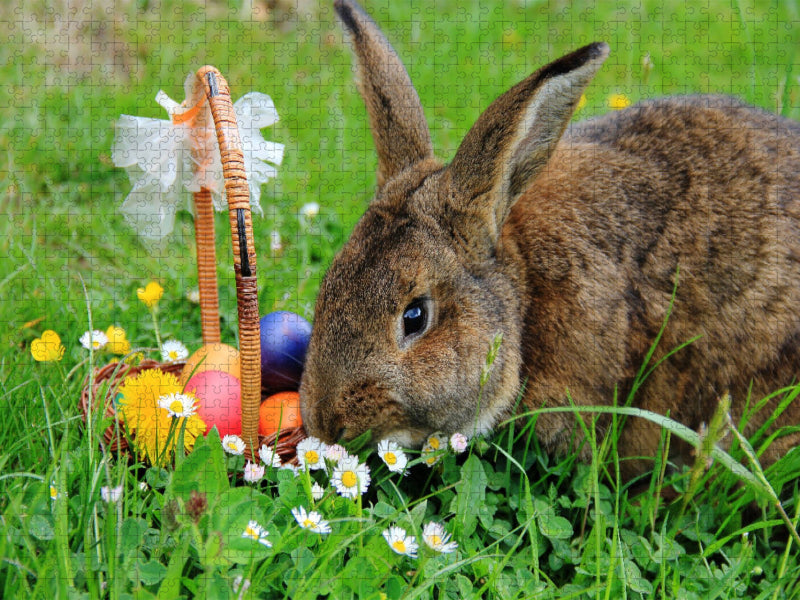 Osterhase Anton beim Ostereier verstecken - CALVENDO Foto-Puzzle'