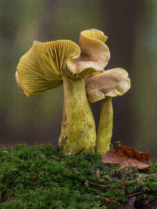 Schwefelritterling - CALVENDO Foto-Puzzle'