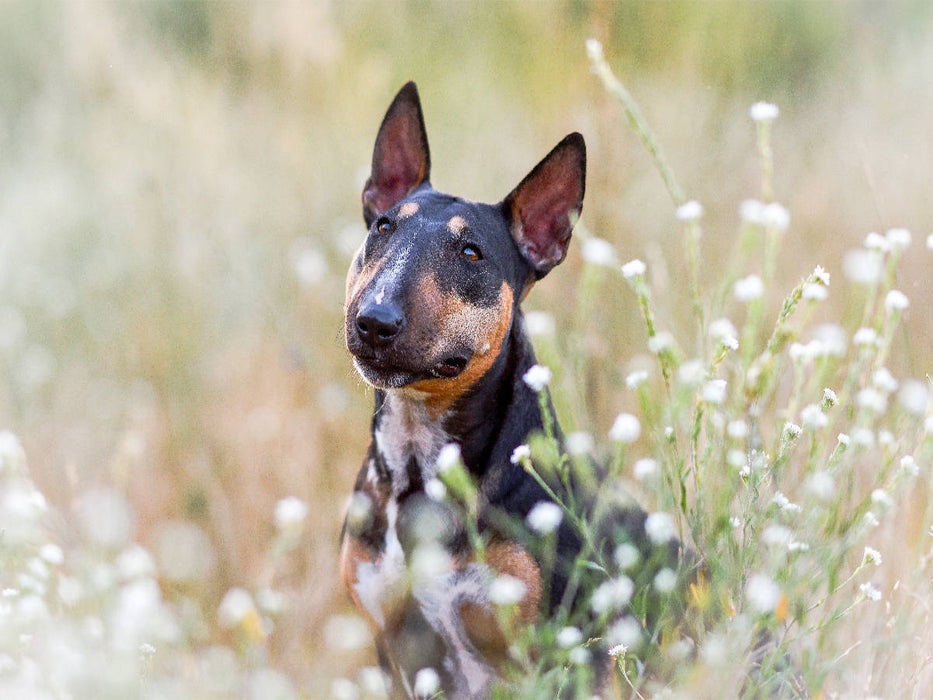 Bullterrier sitzt in Sommerblümchen - CALVENDO Foto-Puzzle'