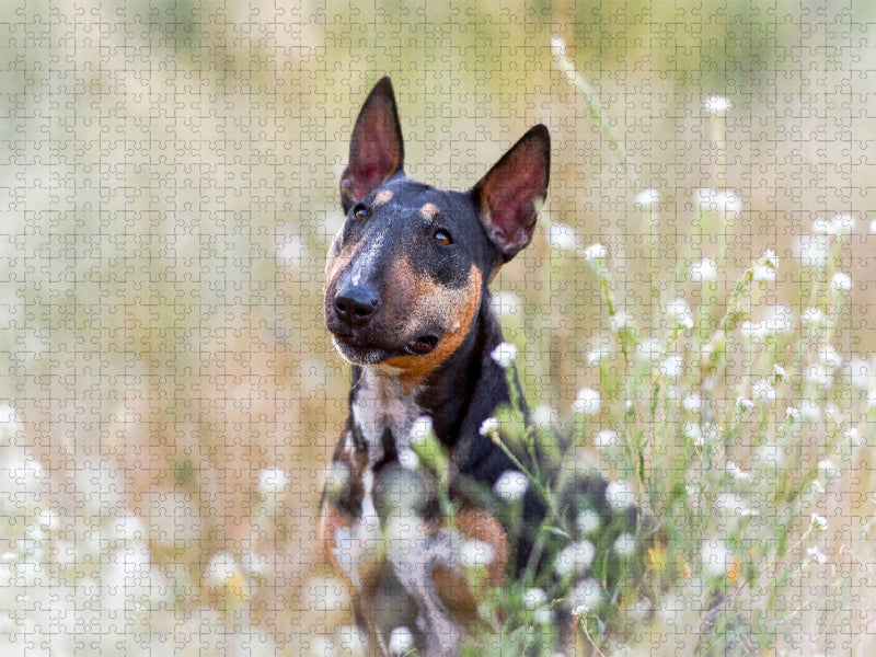 Bullterrier sitzt in Sommerblümchen - CALVENDO Foto-Puzzle'