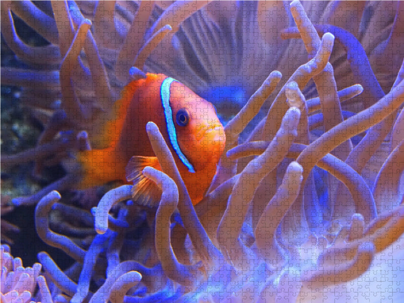 Anemonenfisch 2000 Teile Puzzle quer - CALVENDO Foto-Puzzle'