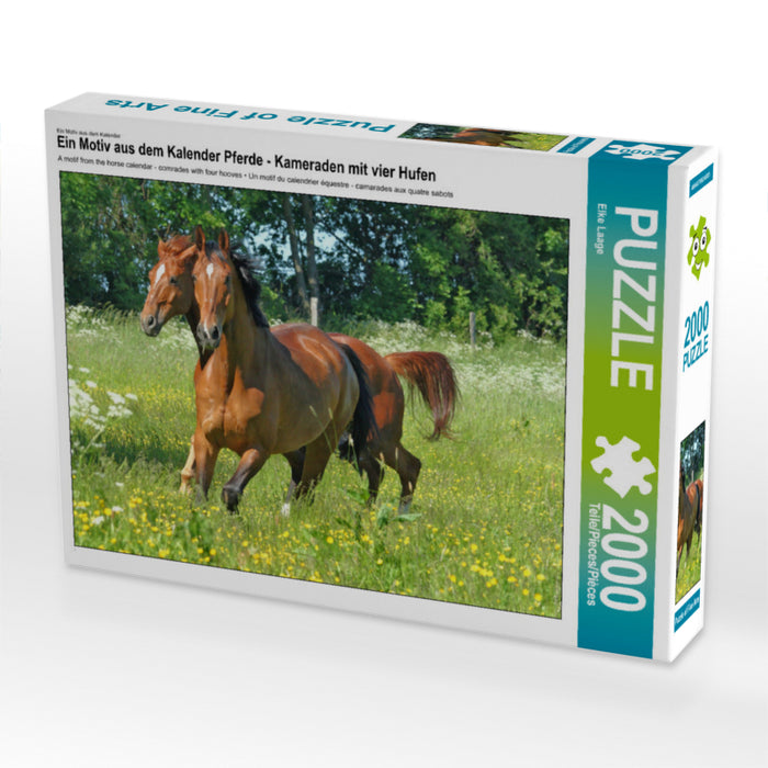 Ein Motiv aus dem Kalender Pferde - Kameraden mit vier Hufen 2000 Teile Puzzle quer - CALVENDO Foto-Puzzle'