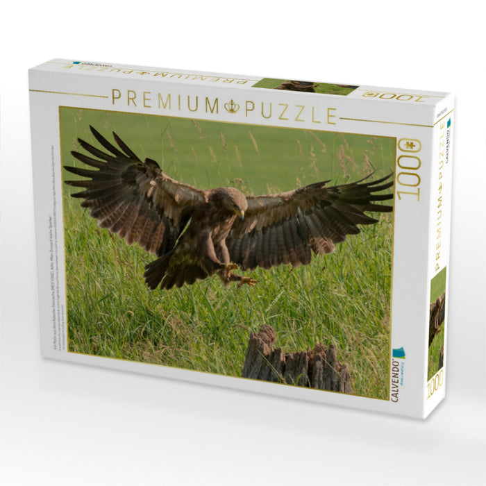 Ein Motiv aus dem Kalender Heimische GREIFVÖGEL Adler Milan Bussard Weihe Sperber - CALVENDO Foto-Puzzle'