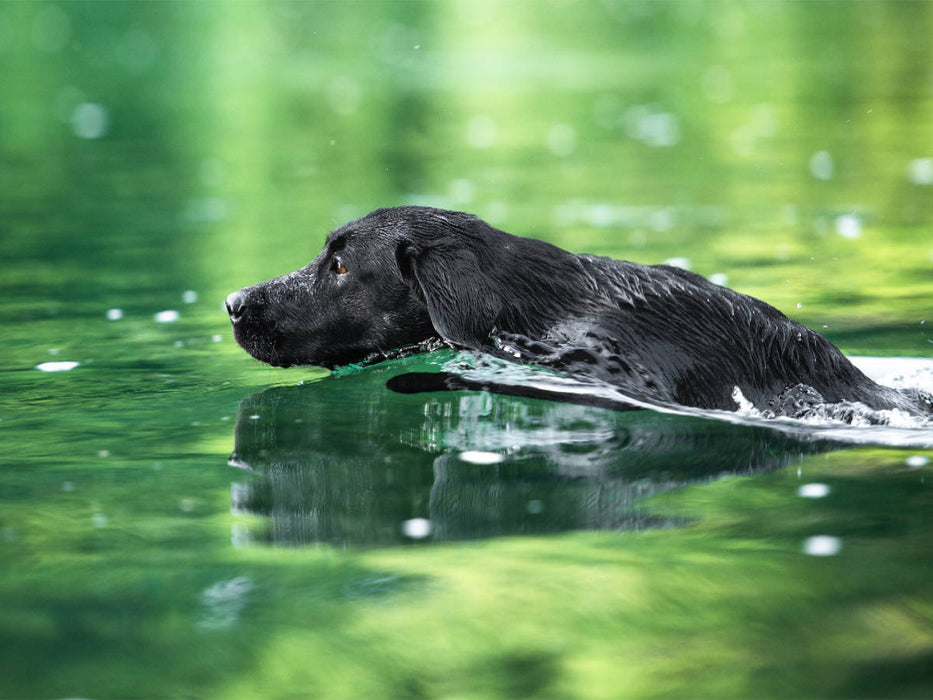 Schwarzer Labrador schwimmt im Wasser 1000 Teile Puzzle quer - CALVENDO Foto-Puzzle'