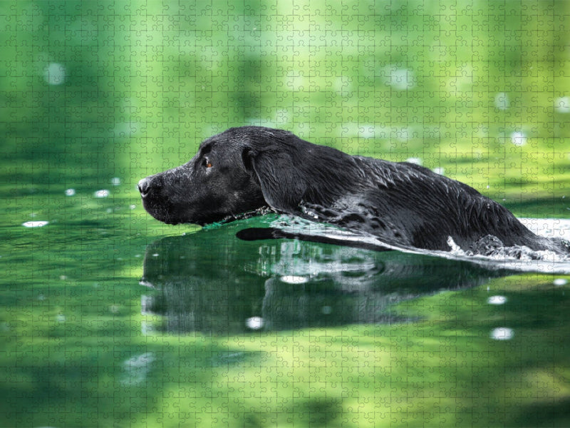 Schwarzer Labrador schwimmt im Wasser 1000 Teile Puzzle quer - CALVENDO Foto-Puzzle'