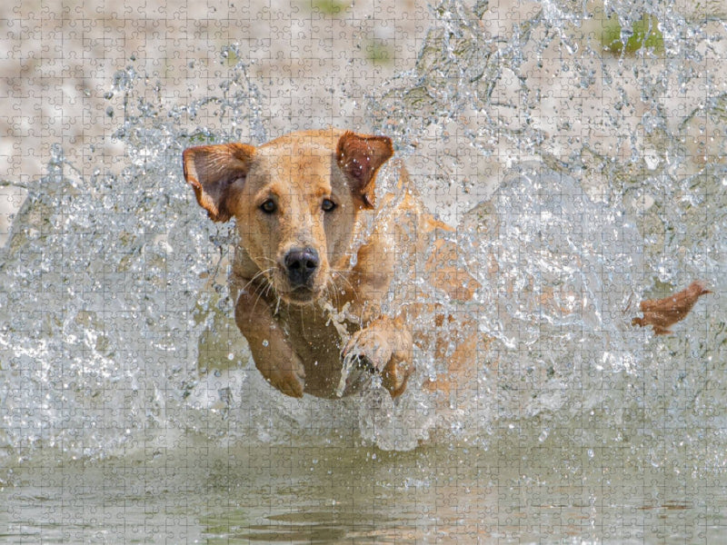 Gelber Labrador Action am Wasser - CALVENDO Foto-Puzzle'