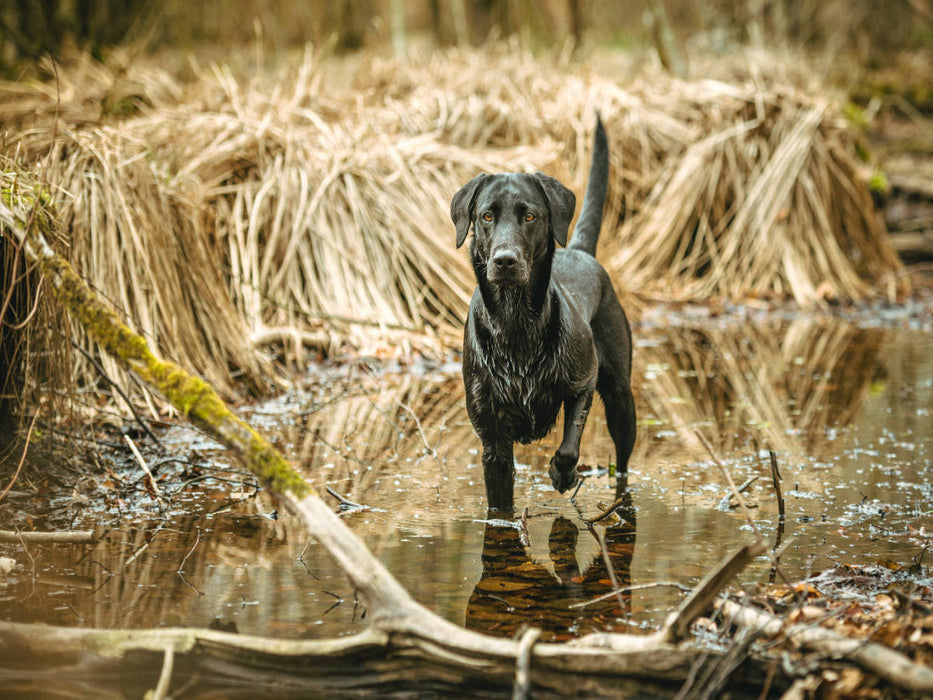 Schwarzer Labrador seht im Wasser im Schilf - CALVENDO Foto-Puzzle'