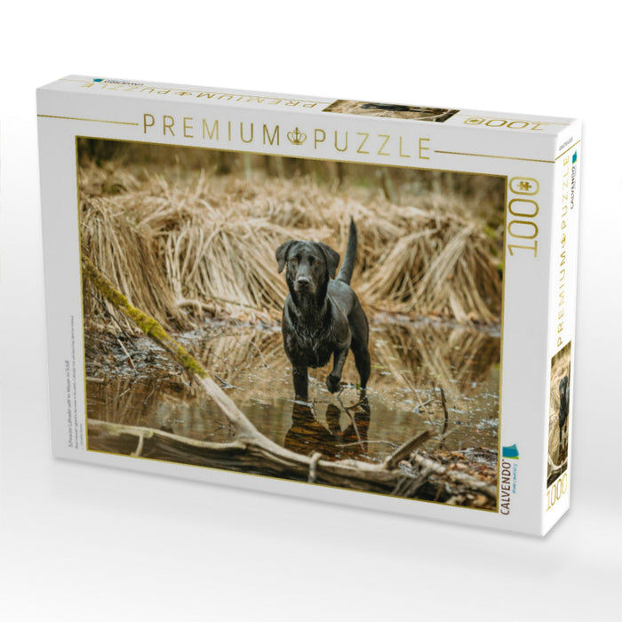Schwarzer Labrador seht im Wasser im Schilf - CALVENDO Foto-Puzzle'