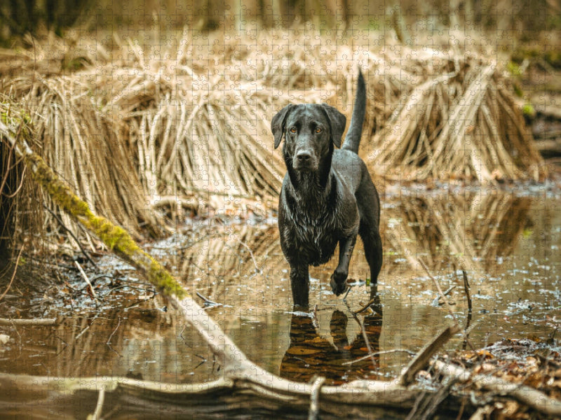 Schwarzer Labrador seht im Wasser im Schilf - CALVENDO Foto-Puzzle'