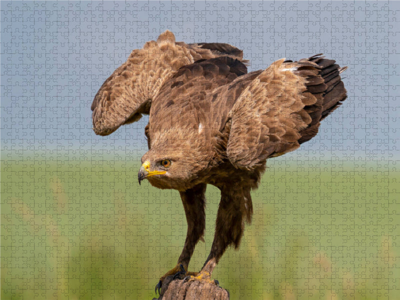 SCHREIADLER (Clanga pomarina) adult 2000 Teile Puzzle quer - CALVENDO Foto-Puzzle'