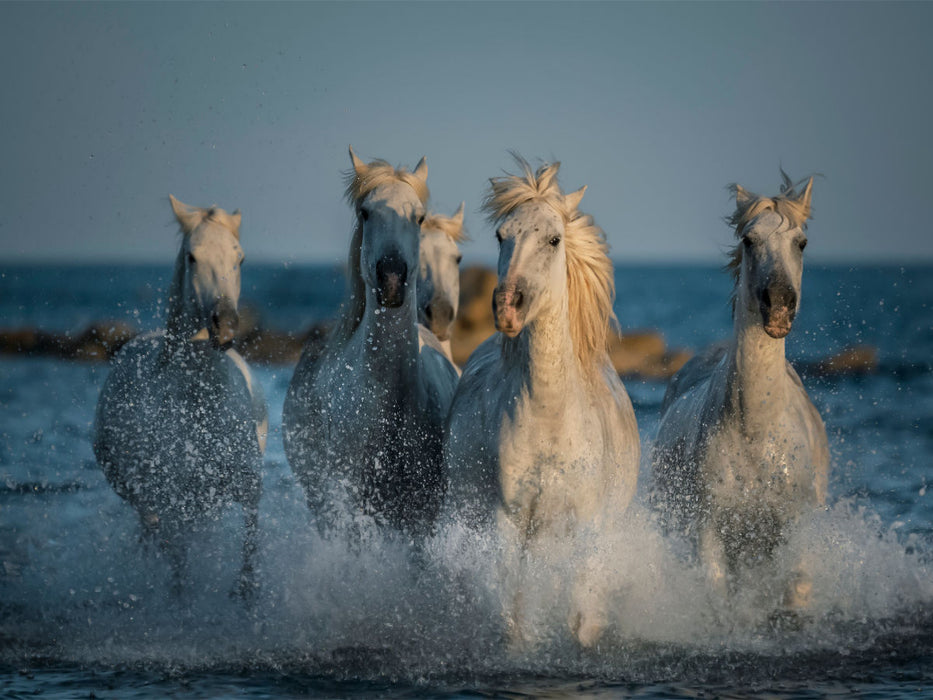 Camarguepferde - Stuten im Meer - CALVENDO Foto-Puzzle'