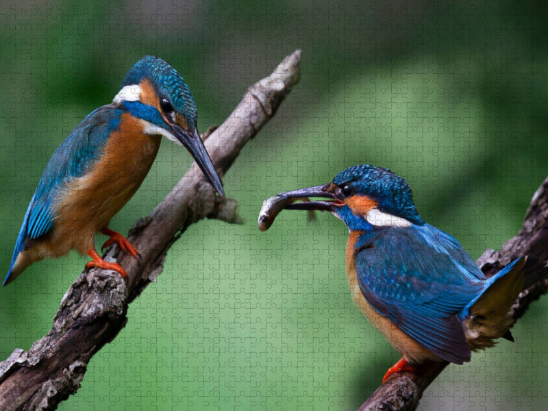 Nix da, meiner. - CALVENDO Foto-Puzzle'