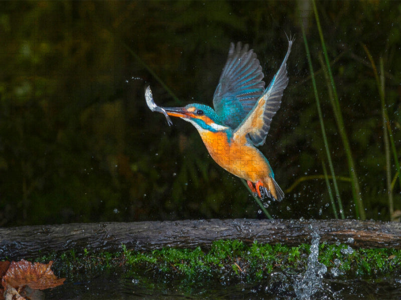 Mit dem Fisch im Schnabel auf und davon. - CALVENDO Foto-Puzzle'