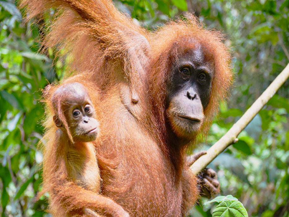Orang Utan Mama mit Baby - CALVENDO Foto-Puzzle'