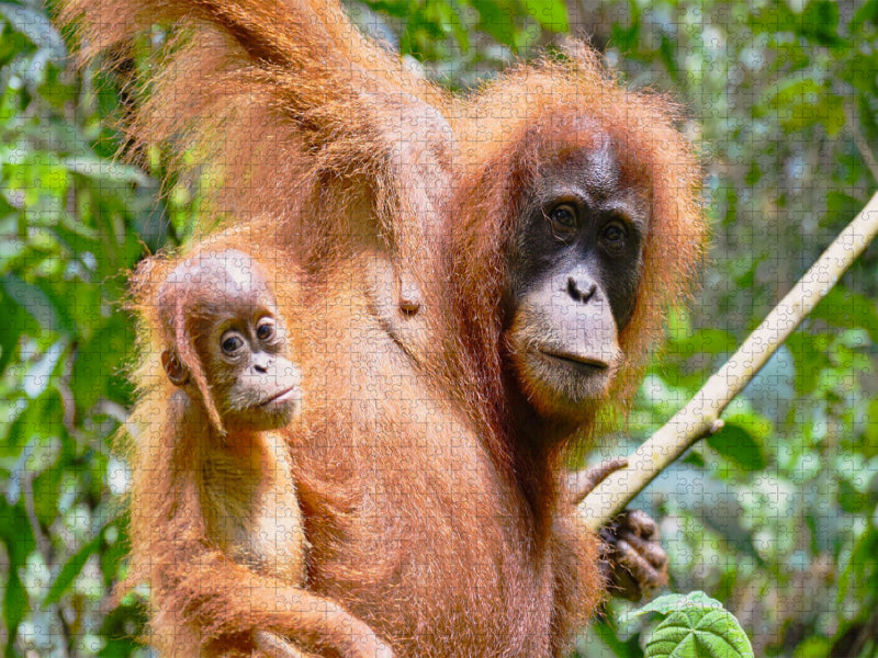 Orang Utan Mama mit Baby - CALVENDO Foto-Puzzle'