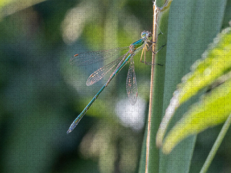 Südliche Binsenjungfer (Männchen) - CALVENDO Foto-Puzzle'