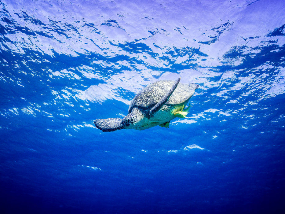 Suppenschildkröte in Ägypten - CALVENDO Foto-Puzzle'