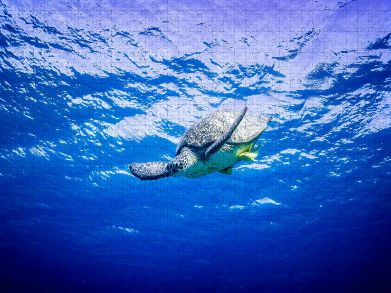 Suppenschildkröte in Ägypten - CALVENDO Foto-Puzzle'