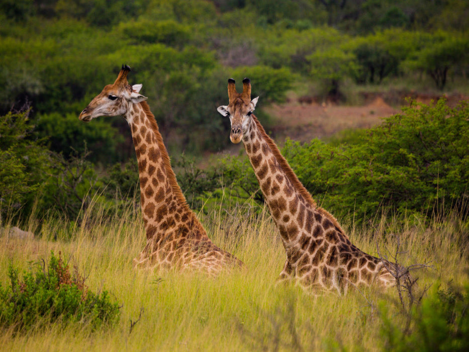 Begegnung im Ihtala Game Reserve, Südafrika - CALVENDO Foto-Puzzle'