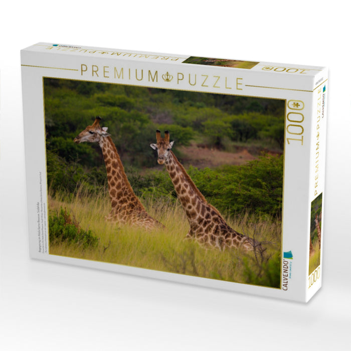 Begegnung im Ihtala Game Reserve, Südafrika - CALVENDO Foto-Puzzle'