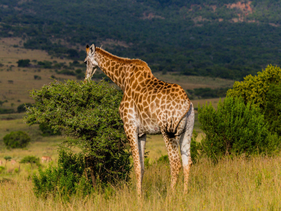 Von oben her wird gefressen, Ihtala Game Reserve, Südafrika - CALVENDO Foto-Puzzle'