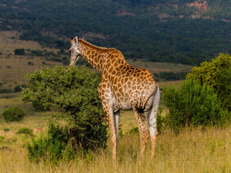 Von oben her wird gefressen, Ihtala Game Reserve, Südafrika - CALVENDO Foto-Puzzle'