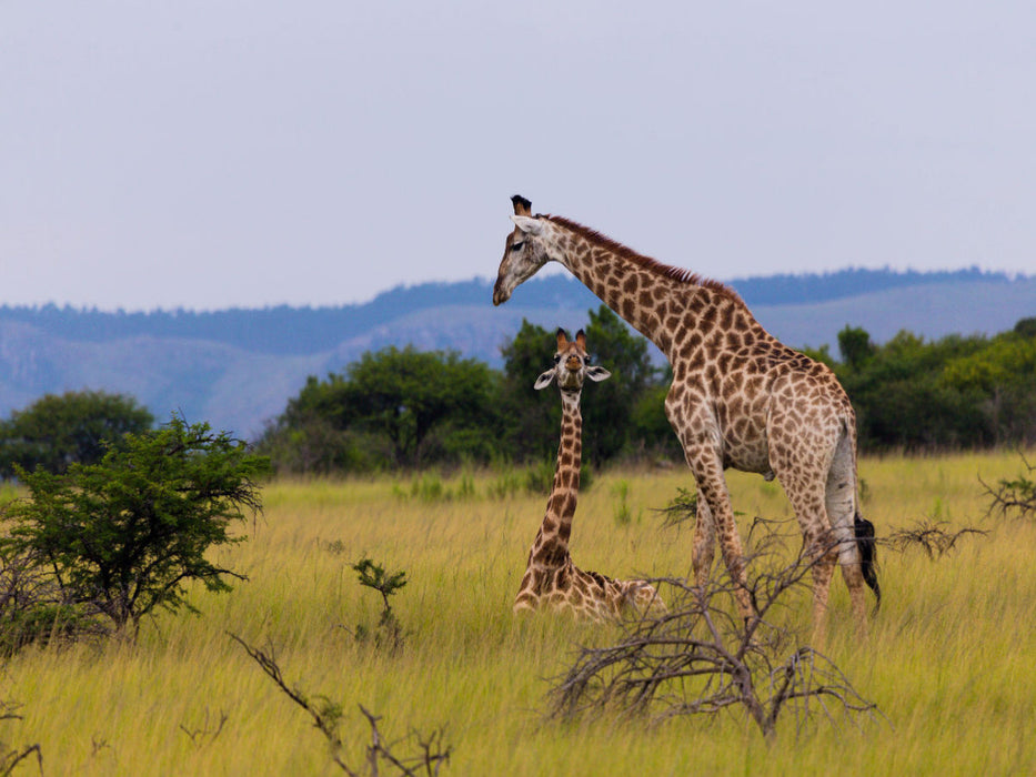 Unterwegs im Caprivi-Streifen, Namibia - CALVENDO Foto-Puzzle'