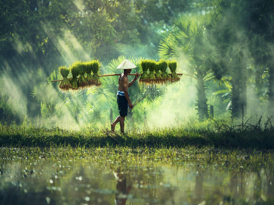 Vietnam - Reisbauer mit Reisschößlingen - CALVENDO Foto-Puzzle'