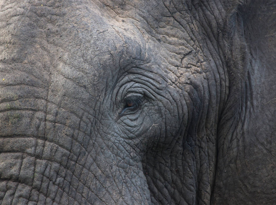 These eyelashes - these wrinkles - CALVENDO photo puzzle 