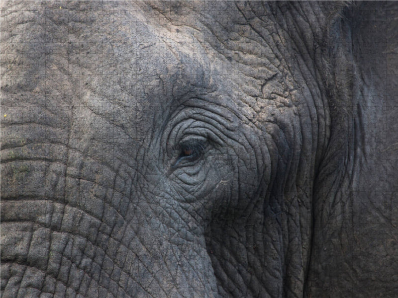 These eyelashes - these wrinkles - CALVENDO photo puzzle 