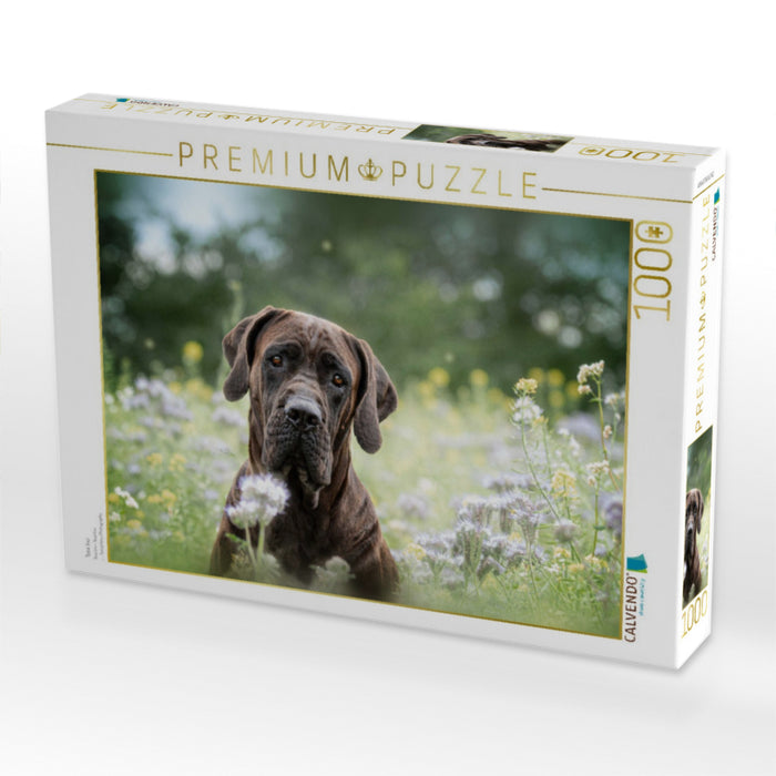 Tosa Inu - CALVENDO Foto-Puzzle'