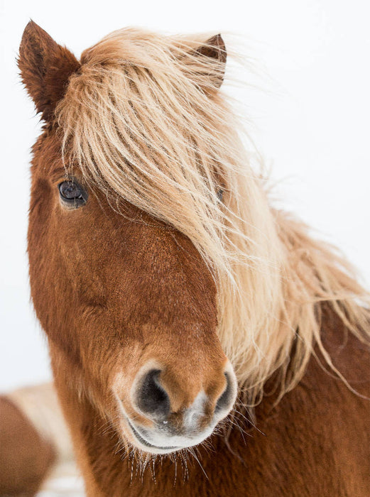 long bangs - CALVENDO photo puzzle 