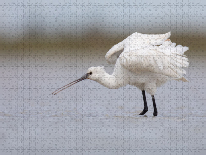 Löffler, Jungvogel - CALVENDO Foto-Puzzle'