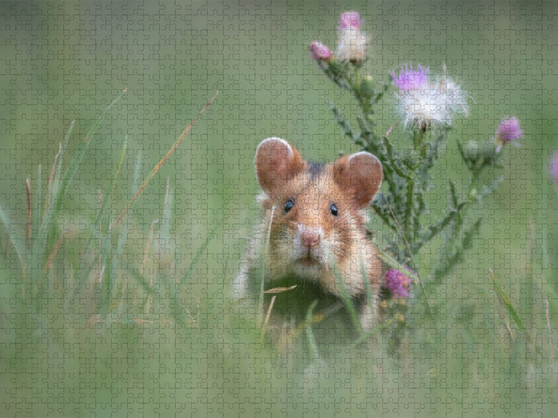 Ein Motiv aus dem Kalender Moments in Nature - CALVENDO Foto-Puzzle'