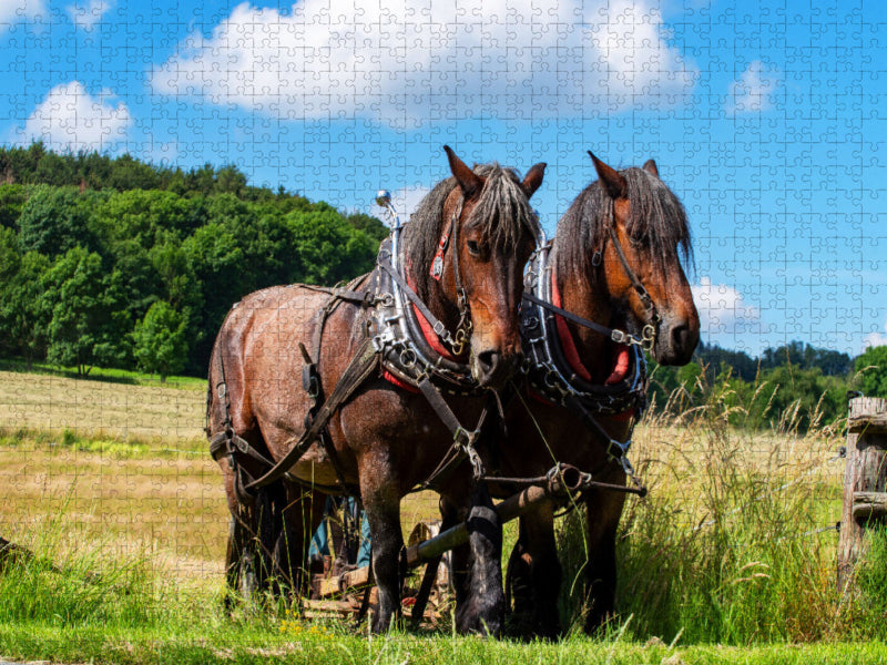 Pferde Gespann belgisches Kaltblut - CALVENDO Foto-Puzzle'
