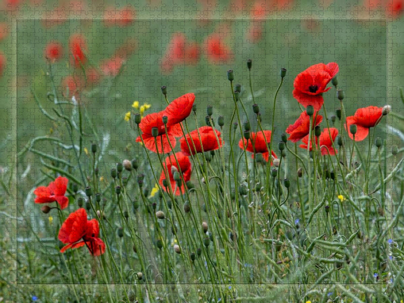 Mohnblumen – Pure Faszination in Rot - CALVENDO Foto-Puzzle'