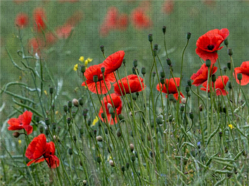 Mohnblumen – Pure Faszination in Rot 2000 Teile Puzzle quer - CALVENDO Foto-Puzzle'