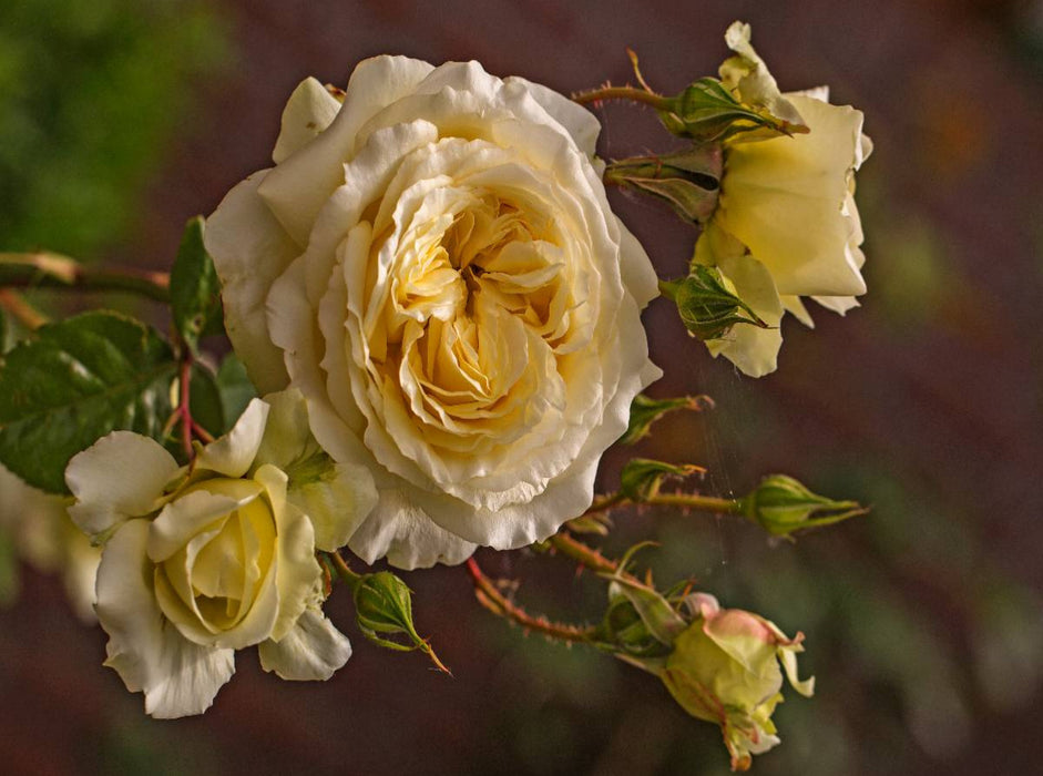 Zauberhafte Rosen 2000 Teile Puzzle quer - CALVENDO Foto-Puzzle'