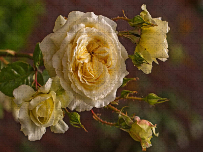 Zauberhafte Rosen 2000 Teile Puzzle quer - CALVENDO Foto-Puzzle'