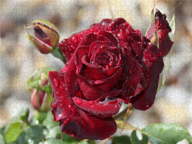 Zauberhafte Rosen 2000 Teile Puzzle quer - CALVENDO Foto-Puzzle'