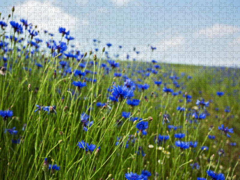 Kornblumen - Faszination in Blau - CALVENDO Foto-Puzzle'