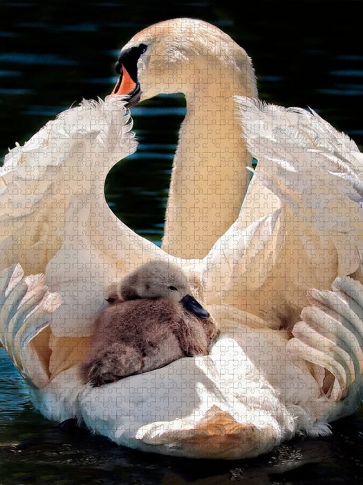 Schwäne, Mutterliebe - CALVENDO Foto-Puzzle'